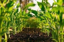 Mặt trái của 'thần dược' ngành trồng trọt