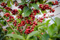 Giá cà phê hôm nay 1/2: Thị trường tăng sốc, Robusta vượt 2.100 USD/tấn