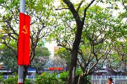 'Một cảm giác bình an đến lạ' giữa rừng sứ cổ thụ ngay trung tâm TPHCM