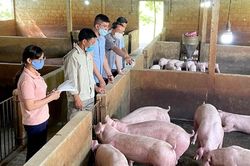 Giá heo hơi hôm nay 2/2: Tăng, giảm trái chiều