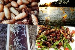 4 đặc sản ghê rợn giá tiền triệu vẫn 'cháy hàng'