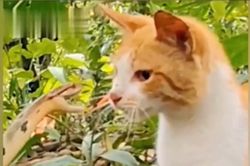 Dám gây sự với mèo, rắn bị ăn tát không trượt phát nào