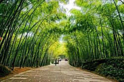 Tiếng pháo tre