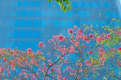 Kèn hồng nở rộ sau Tết Nguyên đán ở TP.HCM