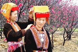 Đào tuyết tình hòa Mẫu Sơn
