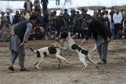 Clip: Màn chọi chó kinh hoàng ở Afghanistan