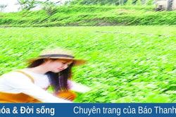 Thương nhớ rau lang