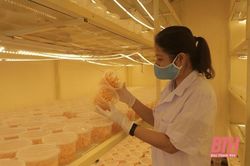 Hội Làm vườn và Trang trại tỉnh hỗ trợ hội viên ứng dụng khoa học - kỹ thuật vào sản xuất