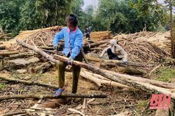 Phượng Nghi phát triển kinh tế lâm nghiệp