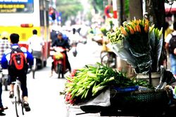 Hương của phố