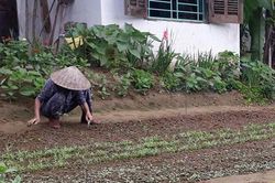 Câu chuyện vườn rau của mẹ sau Tết cứu vãn cả 1 cuộc hôn nhân