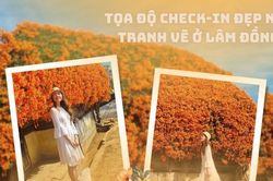 Tọa độ check-in tại Lâm Đồng: Ngôi nhà phủ đầy hoa xác pháo đẹp tựa như tranh vẽ