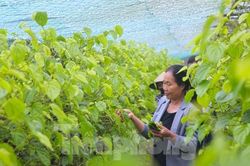 Làm giàu với loại cây 'đếm lá tính tiền' trong dịp rằm, lễ tết