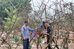Hoa vùng Tây Bắc thu hút khách Thủ đô chơi sau Tết Nguyên Đán