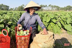 Cà dừa đầu mùa giá cao, người dân Thượng Lộc 'gặt hái' niềm vui sau tết