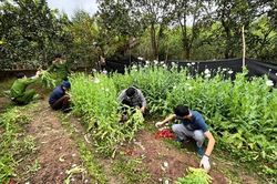 Bắc Giang: Người đàn ông trồng hơn 2.000 cây thuốc phiện trong vườn nhà
