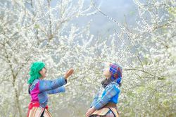 Hoa mận trên cao nguyên Bắc Hà: Đẹp đến nao lòng!