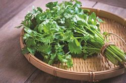 Rau mùi: gia vị & làm thuốc