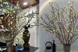 Cành hoa mận rừng tấp nập xuống phố, mua 90 nghìn được hẳn 20 cành cắm quanh nhà