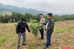 Bước đầu phát triển sản xuất nông nghiệp quy mô lớn tại xã Trí Nang