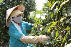 Giá tiêu hôm nay 7/2: Tăng mạnh, trong nước cán mốc 60.000 đồng/kg