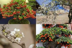 4 loại cây cảnh 'sốt rần rần' sau Tết Nguyên đán