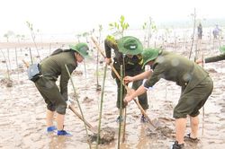 Khởi động trồng rừng ngập mặn vùng Đồng bằng sông Hồng