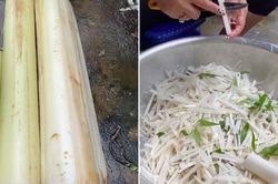 Thân chuối bỏ đi cho lợn ăn, sang Nhật bán 300.000 đồng 1 khúc
