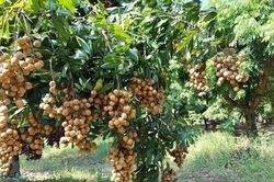 Vừa xuất sang Nhật Bản, nhãn Việt đã ngay lập tức 'cháy hàng'