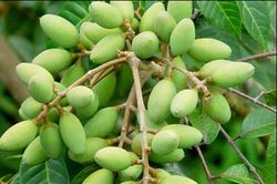 Quả trám - Vị thuốc quý