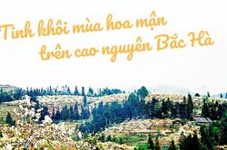 Tinh khôi mùa hoa mận trên cao nguyên Bắc Hà