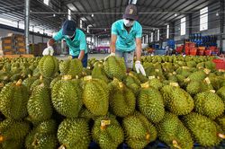 Sầu riêng miền Tây tiếp tục đội giá vì khan hiếm hàng