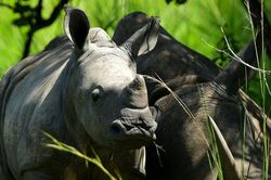 Số lượng tê giác, voi đang tăng lên ở Uganda sau nhiều năm bị săn trộm
