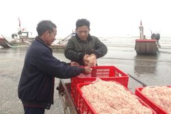 Nghệ An: Ngư dân kiếm tiền triệu mỗi ngày nhờ 'lộc biển'