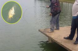 Clip: Câu được cá chép 'khủng' trên Hồ Xuân Hương, Đà Lạt