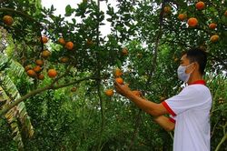 Tiếp tục triển khai hiệu quả Đề án bảo tồn vườn quýt hồng huyện Lai Vung