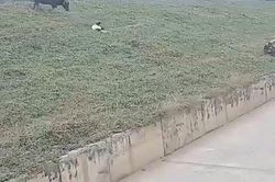 Công an vào cuộc vụ người phụ nữ đi xe máy bị trâu 'điên' húc vỡ gan