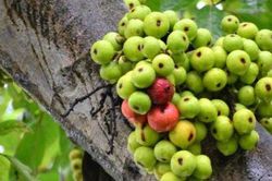 Tác dụng chữa bệnh của nhựa sung