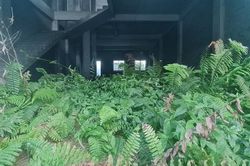 Ngỡ ngàng loạt shophouse chục tỷ bỏ hoang trở thành 'nhà kính trồng cỏ'