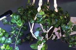 8 loại cây cảnh có thể giúp cân bằng độ ẩm trong nhà