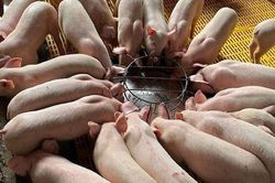 Giá lợn vẫn chưa bứt khỏi điểm hòa vốn