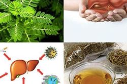 Cây chó đẻ hỗ trợ trị bệnh gan nhiễm mỡ