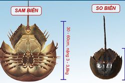 Ăn so biển coi chừng nhiễm độc