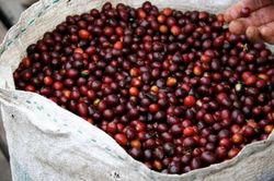 Giá cà phê hôm nay, 12/2: Giá cà phê trong nước chạm mốc 44.000 đồng/kg