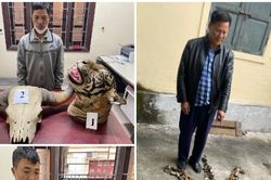 Ba người bị bắt khi mua bán 9 bộ da hổ