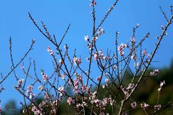 Ngắm nhìn sắc thắm hoa đào nở rực ở vùng núi rừng Tây Bắc