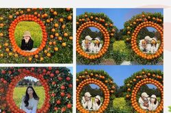Rực rỡ sắc cam tại vườn quýt độc lạ ở Jeju (Hàn Quốc): Giơ máy là có ảnh xinh mang về!