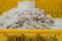 Doanh nghiệp thủy sản 'đua' báo lãi kỷ lục