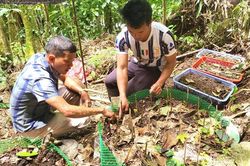 Sâm Ngọc Linh chết hàng loạt, nhiều hộ nông dân được khoanh nợ