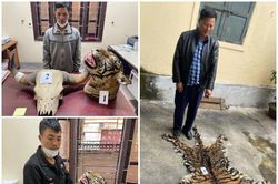 Khởi tố 3 đối tượng buôn bán trái phép da hổ với số lượng lớn